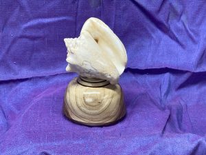 Baby Conch Shell on Elm Burl Base